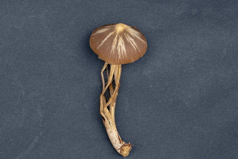 Entoloma fernandae - © Charles Hipkin