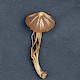 Entoloma fernandae