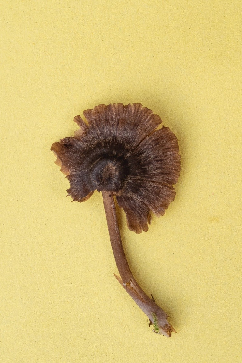 Entoloma turbidum - © Charles Hipkin