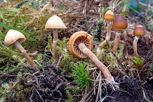 Galerina pseudomycenopsis 