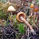 Galerina pseudomycenopsis