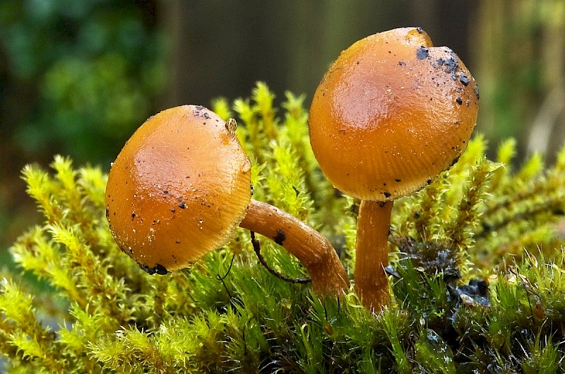 Galerina pseudomycenopsis - © Charles Hipkin