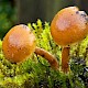 Galerina pseudomycenopsis