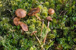 Galerina paludosa Bog Bell