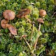 Galerina paludosa