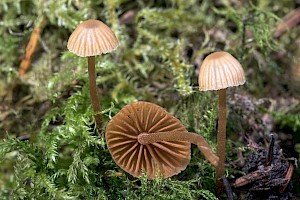 Galerina atkinsoniana 