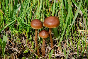 Galerina sphagnorum 