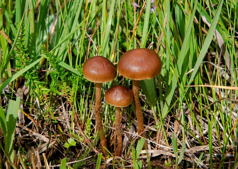 Galerina sphagnorum - © Charles Hipkin