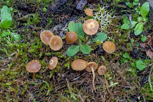 Galerina vittiformis Hairy Leg Bell