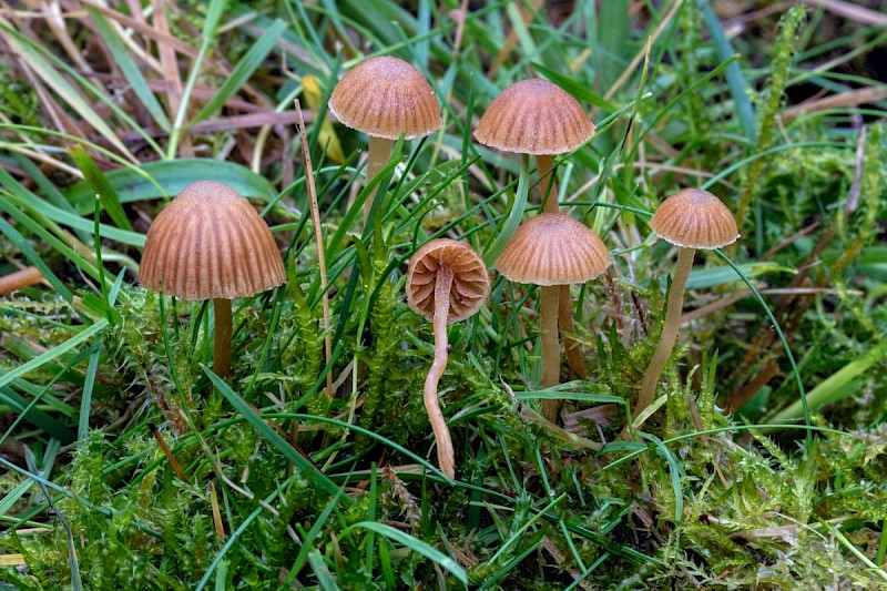 Galerina vittiformis - © Charles Hipkin