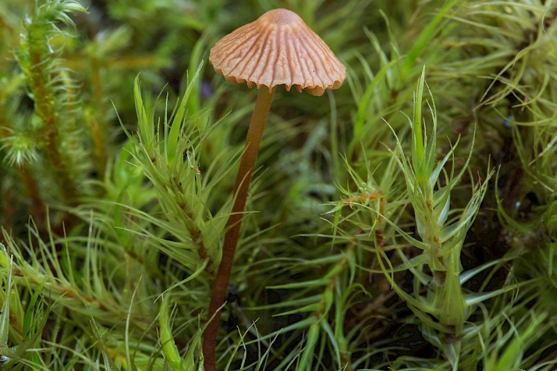 Galerina vittiformis - © Charles Hipkin