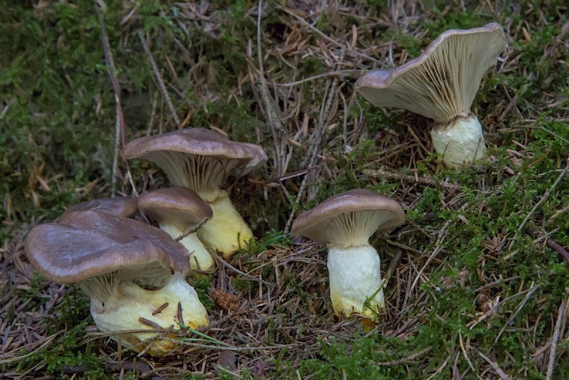 Gomphidius glutinosus - © Charles Hipkin