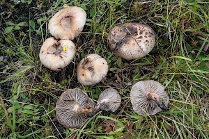 Gomphidius maculatus Larch Spike