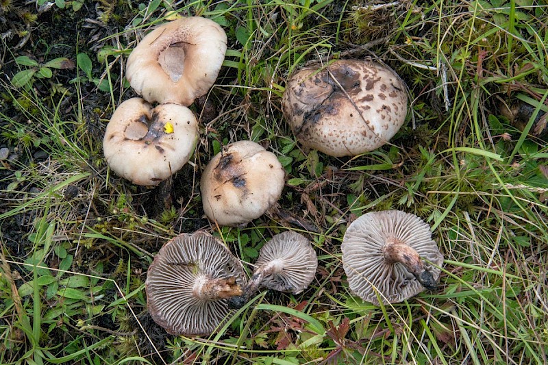 Gomphidius maculatus - © Charles Hipkin