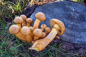 Gymnopilus junonius Spectacular Rustgill