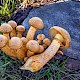 Gymnopilus junonius