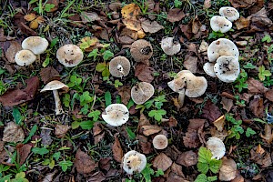 Hebeloma leucosarx Birch Poisonpie