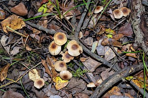 Hebeloma pusillum Dwarf Poisonpie