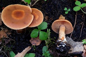 Cortinarius subbalaustinus 