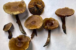 Cortinarius vernus Spring Webcap