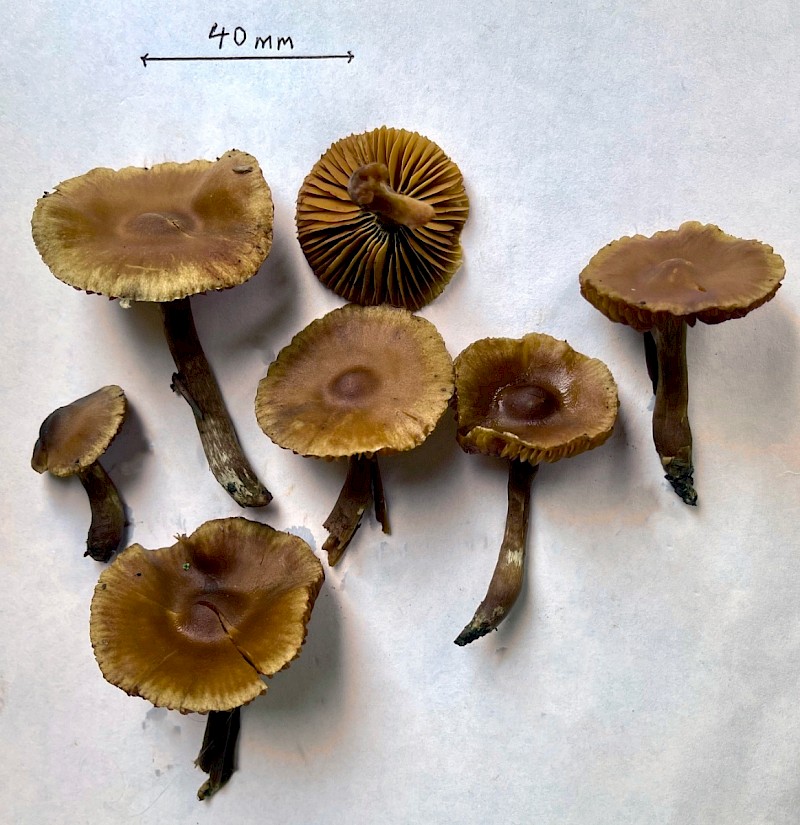 Cortinarius vernus - © Charles Hipkin