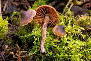 Cortinarius pilatii 