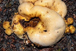 Pseudoboletus parasiticus Parasitic Bolete