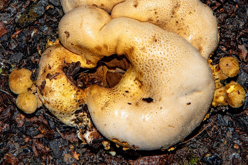 Pseudoboletus parasiticus - © Charles Hipkin