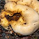 Pseudoboletus parasiticus