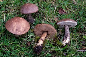 Leccinum scabrum Brown Birch Bolete