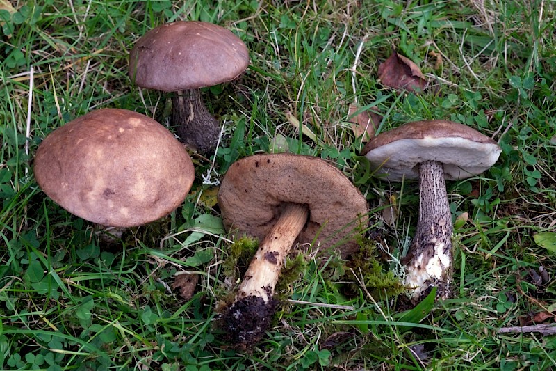 Leccinum scabrum - © Charles Hipkin