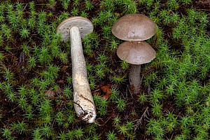 Leccinum cyaneobasileucum Greyshank Bolete