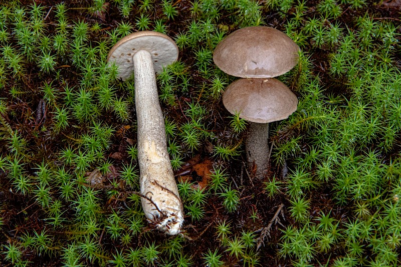 Leccinum cyaneobasileucum - © Charles Hipkin