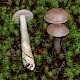 Leccinum cyaneobasileucum