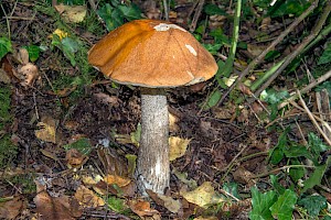 Leccinum versipelle Orange Birch Bolete