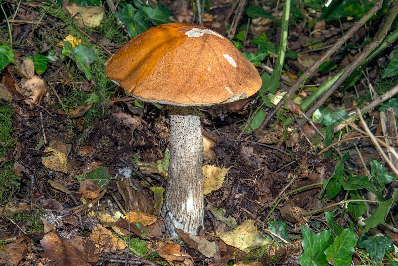 Leccinum versipelle