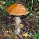 Leccinum versipelle