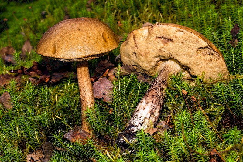 Leccinum versipelle - © Charles Hipkin