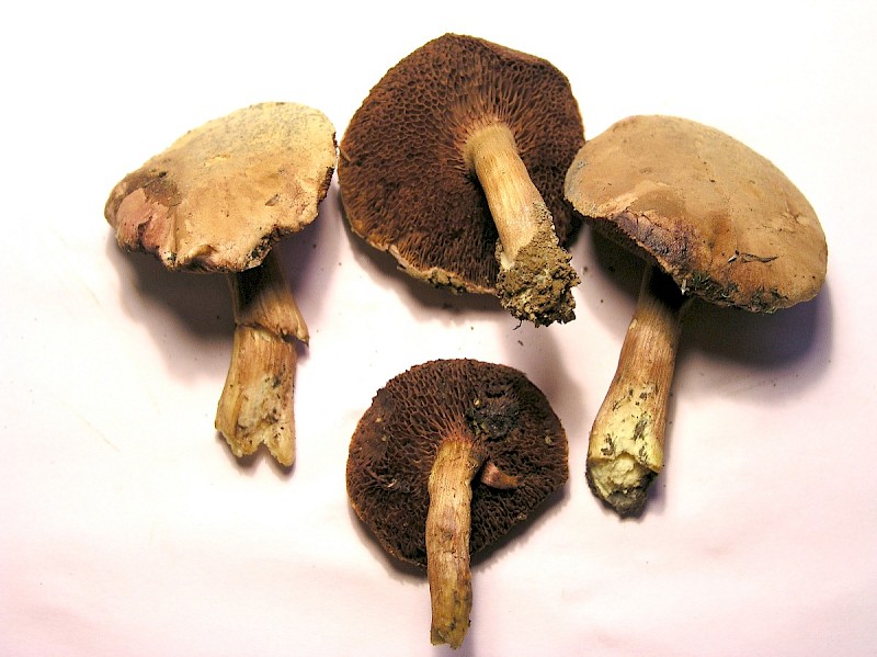 Chalciporus piperatus - © Charles Hipkin