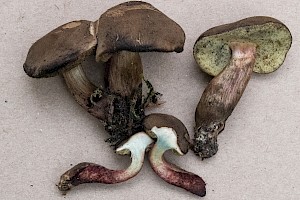 Boletus ferrugineus Rusty Bolete