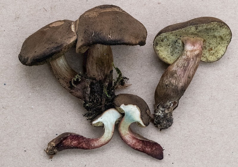 Boletus ferrugineus - © Charles Hipkin