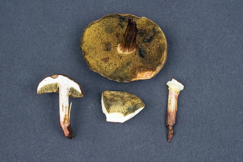 Boletus ferrugineus - © Charles Hipkin