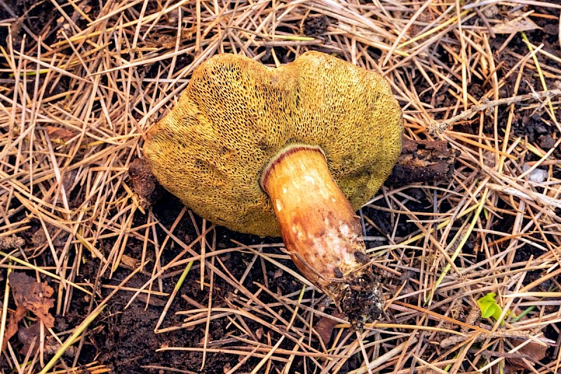 Boletus porosporus - © Charles Hipkin