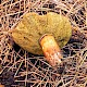 Boletus porosporus