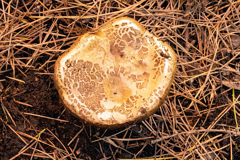 Boletus porosporus - © Charles Hipkin