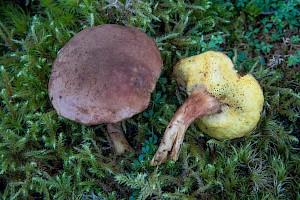 Boletus subtomentosus Suede Bolete