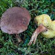 Boletus subtomentosus