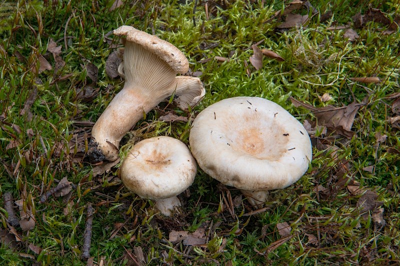 Lactarius pubescens - © Charles Hipkin