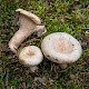 Lactarius pubescens