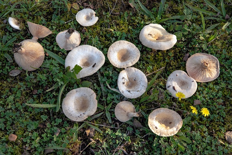 Lactarius pubescens - © Charles Hipkin